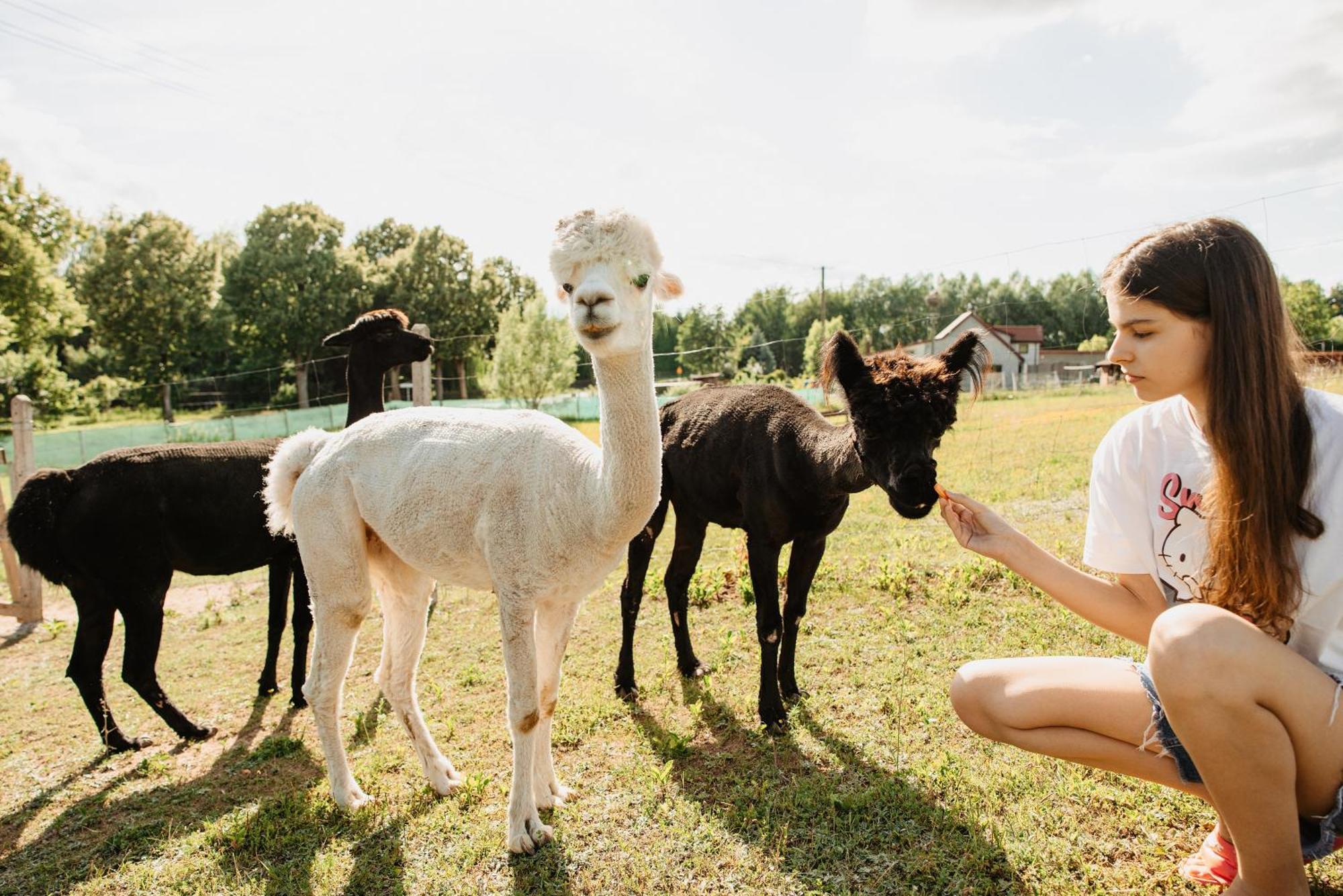 Gospodarstwo Agroturystyczne Z Basenem & Spa I Alpakami Ełk Extérieur photo